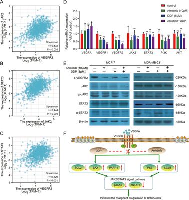 Synergistic effects of anlotinib and DDP on breast cancer: targeting the VEGF/JAK2/STAT3 axis